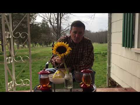 How To Make Your Own Safe Hummingbird Feeder Nectar Mix