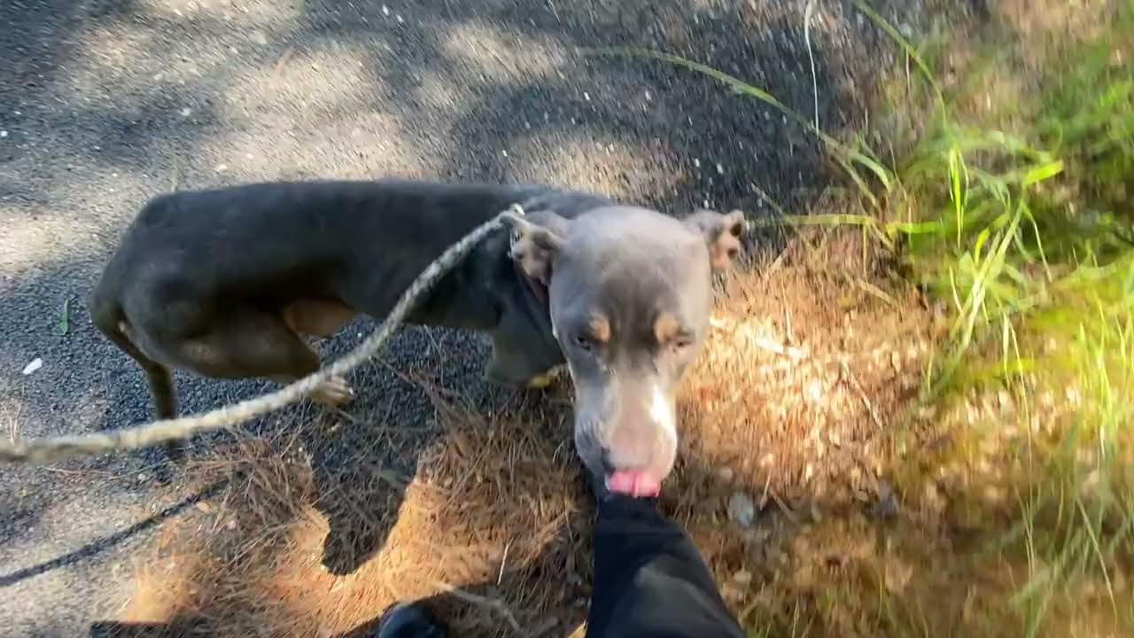 Toffee #23017, a ADOPTABLE Pit Bull Terrier in Monroe, GA video 2/2