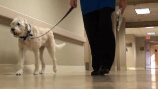 preview picture of video 'Pet Therapy at Providence Hospitals, Columbia S.C.'