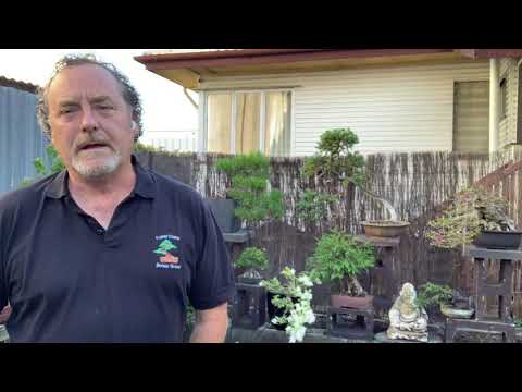 Popular Bonsai tree species in Australia