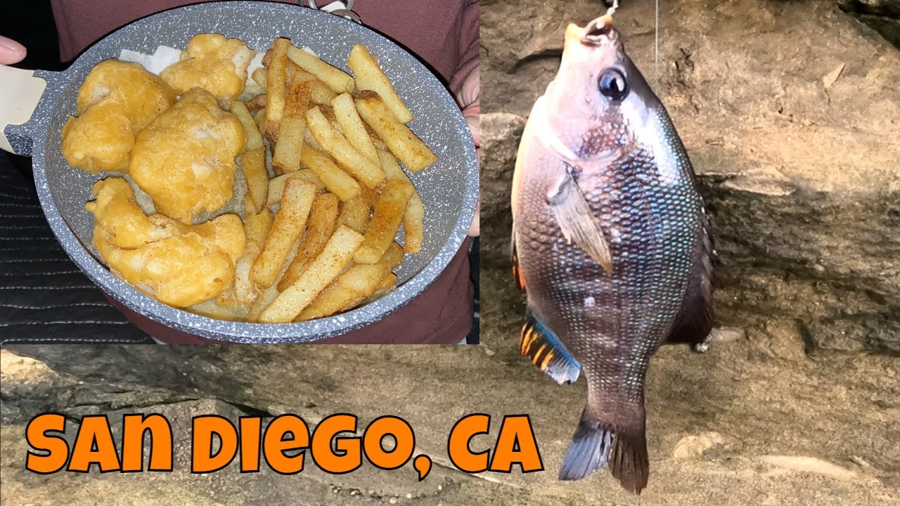 Butter Perch Fish And Chips :D Cliff Fishing In San Diego, CA