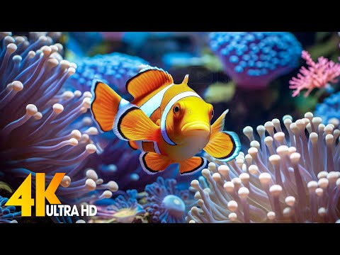 Aquarium 4K VIDEO (ULTRA HD) 🐠 Beautiful Coral Reef Fish - Relaxing Sleep Meditation Music #87