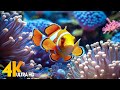 Aquarium 4K VIDEO (ULTRA HD) 🐠 Beautiful Coral Reef Fish - Relaxing Sleep Meditation Music #87