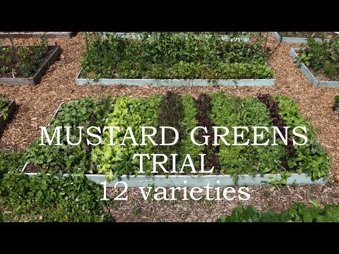 12 different varieties of mustard greens