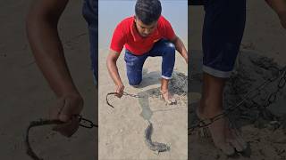 Amazing Catfish bait for Shark fish hunting #BAIT #Fishing