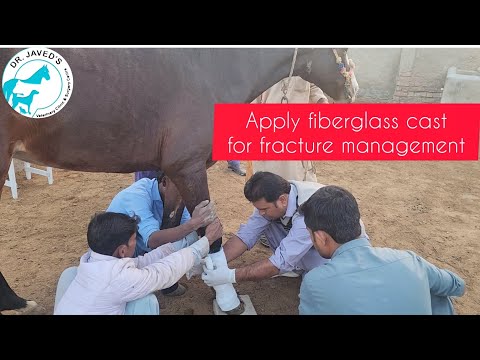 How to apply fiberglass cast for fracture management in animals.