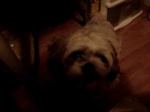 Sashimi the singing DOG!