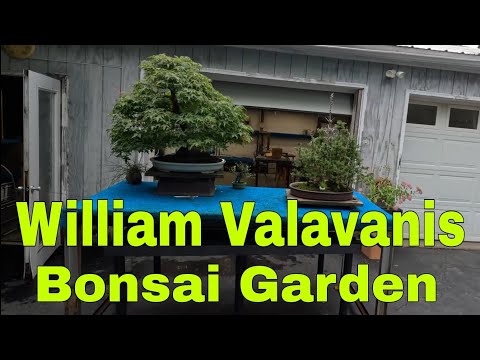 IDEAS PARA HACER UN JARDIN DE BONSAI /JARDIN EN ESTADOS UNIDOS DEL SR.William Valavanis