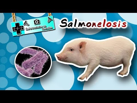 , title : 'Salmonelosis: enfermedades de los puercos - medicina veterinaria'