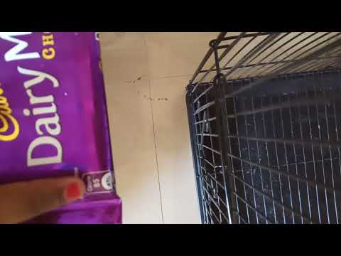 dairy milk family pack chocolate opening 🍫🍫🍫🍫🍫🍫🍫🍫🍫😋😋😋😋