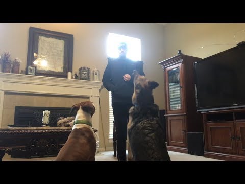 Dogs in the House | Odin & Samson