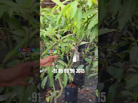 ഒരു തയ്യിൽ തന്നെ വ്യത്യസ്തമായ മാമ്പഴം കഴിക്കാം | CHIRAYIL AGRO GARDENS