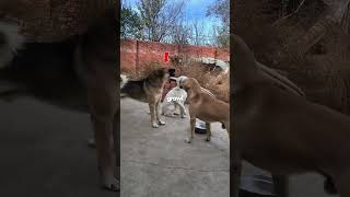 A Pup Defends its Alpha From a Notorious Dog! (🎥 newlu_princess)