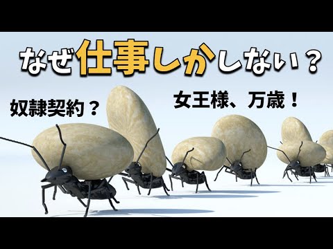 ロイヤルアリの遺伝子を特定