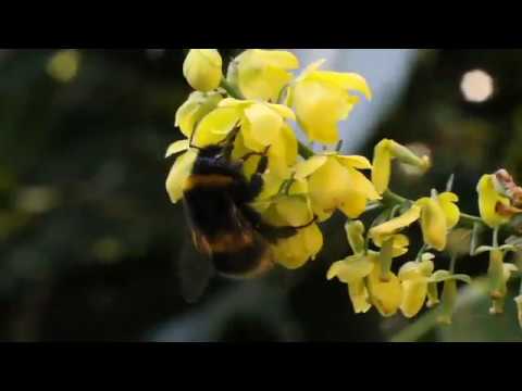 Winter Active Bumblebees