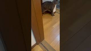 ライガ君　痛恨のミス #cat #ねこのいる暮らし #ねこのいる生活 #ねこ動画