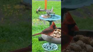 On Peaceful Wings #nature #birds #relaxing