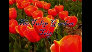 preview picture of video 'The Tulip Garden Trip, Srinagar ♥'