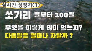 쏘가리 대량양식 실시간 성장 영상
