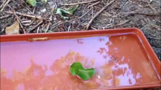 Before the Hurricane by Martin Newell - Cover by Yani Martinelli