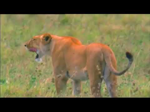 Do animals have feelings?