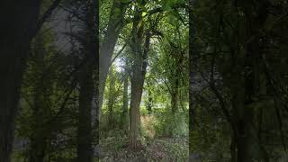 Trim trees in creek a hedge apple, walnut and some dead trees need to be cut down. #indigenoustrees