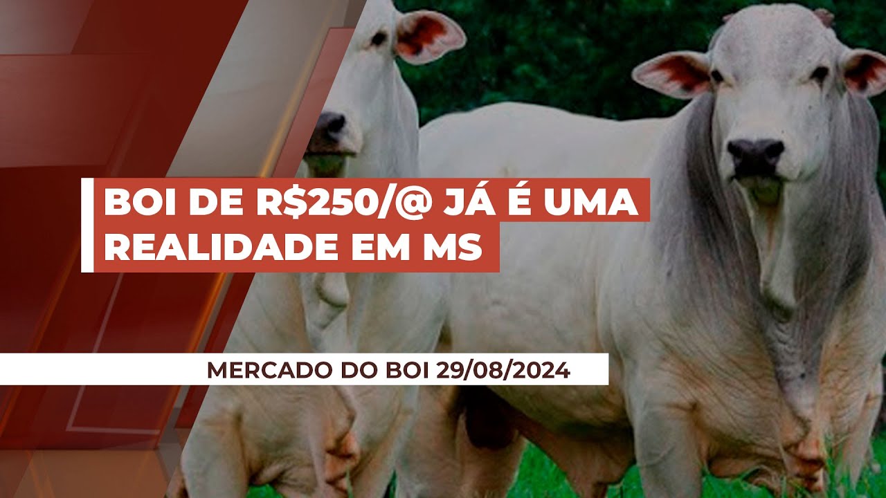 Boi de R$250/arroba já é uma realidade em MS; em SP o mercado também é positivo, porém, com altas...