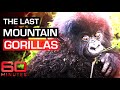 Saving Virunga The Last Mountain Gorillas 60 Minutes Australia