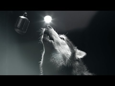 Dogs That Sing With Purpose - Touching!