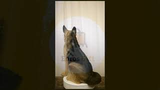 Ebros Large Lifelike Realistic German Shepherd Dog Statue With Glass Eyes 21.25H