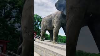 Download lagu Jumbo the Elephant mp3