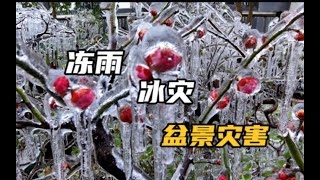 冻雨冰灾，面对无法抗拒的自然力量盆景人该怎么办，