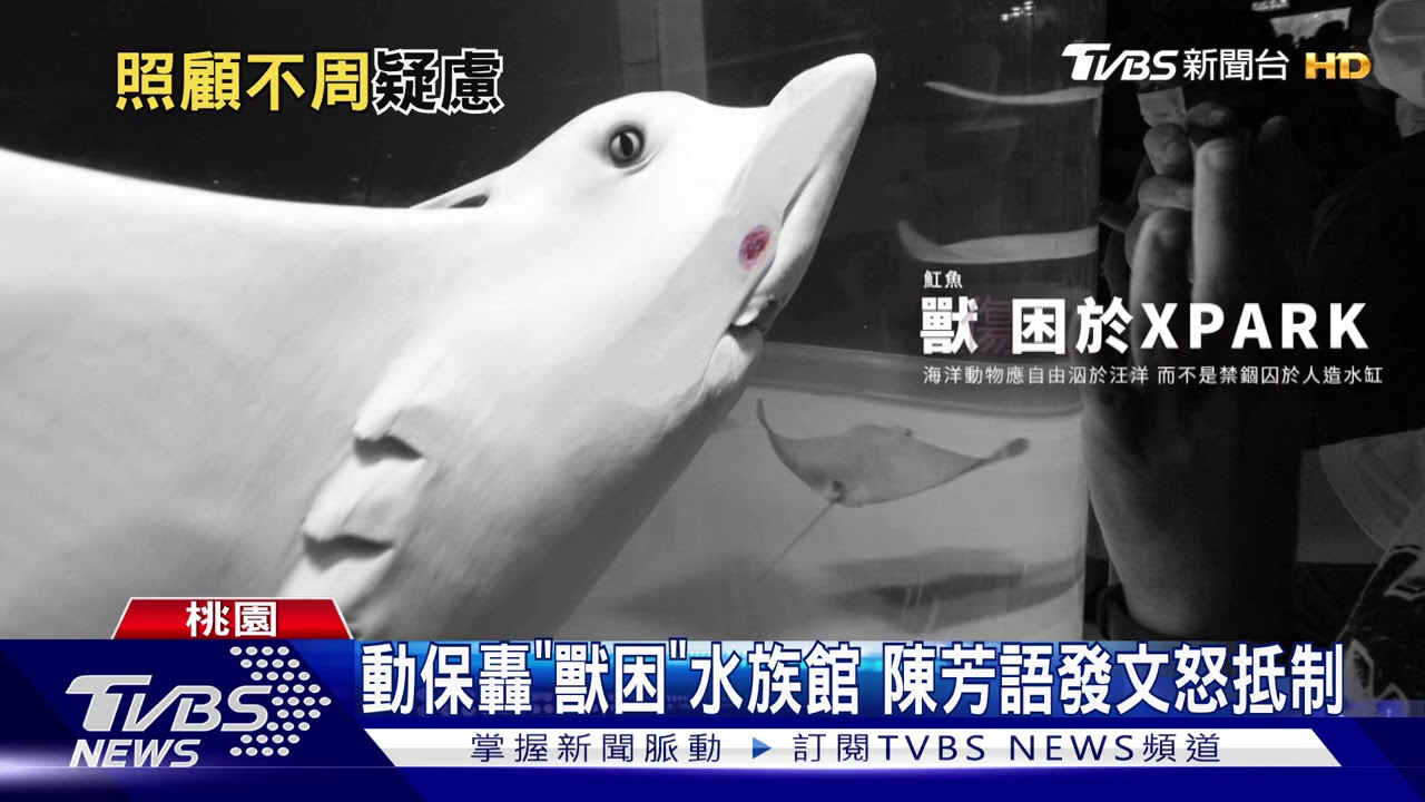 魟魚受傷、水母斷肢！　水族館遭控「不當對待」