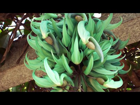 Jade vine Strongylodon macrobotrys emerald vine