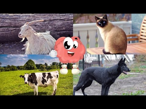 Дидактична гра №7. Як добре ти знаєш назви свійських тварин. Знайко-дізнайка.