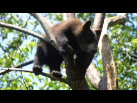 June 21, 2014- Clever Cubs