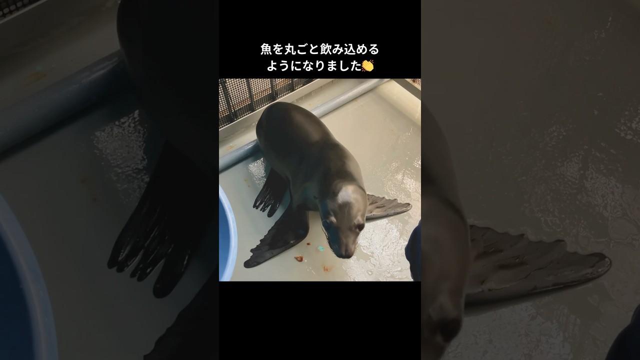 【カリフォルニアアシカ】魚を丸ごと飲み込めるようになったジョイ【サンシャイン水族館】#shorts #水族館