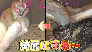 ちびっ子ラット達のゲージを掃除していくー！(ゆっくり実況音声あり)