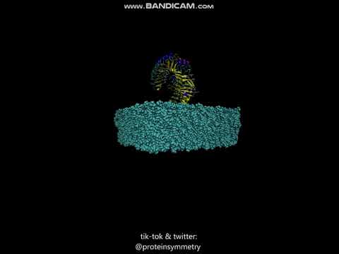 Simulation box for membrane-protein molecular dynamics