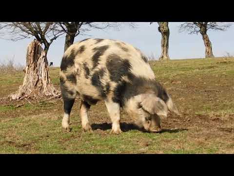 O plimbare faină prin păduri și sate bihorene într-un frumos început de primăvară