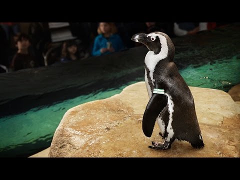 Live webcam view of Vista de la Bióloga de Pingüinos