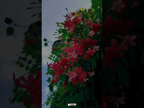 Yugam Yugam Kaana Mugam Ithu Pothum Pookale Satru Vikram Ai #tamilwhatsappstatus #lovesongs