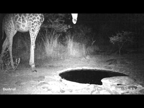 Giraffe at night water
