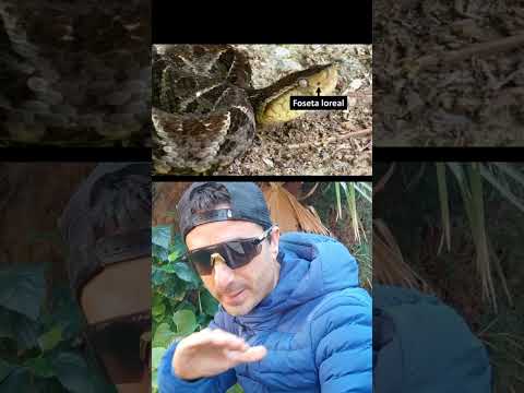 How to tell if a SNAKE is poisonous. #shorts #survival #didyouknow