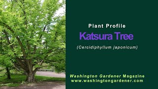 Katsura Tree Plant Profile