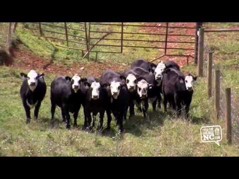 download lagu mp3 mp4 Shipley Farms, download lagu Shipley Farms gratis, unduh video klip Shipley Farms