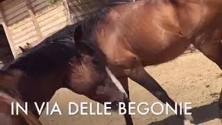 Mirmex Centro Equestre