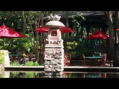 Relaxing music with a view at Animal Kingdom