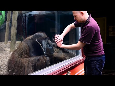 L'orang-outan veut voir le tour de magie ❤️ vidéos d'animaux les plus drôles