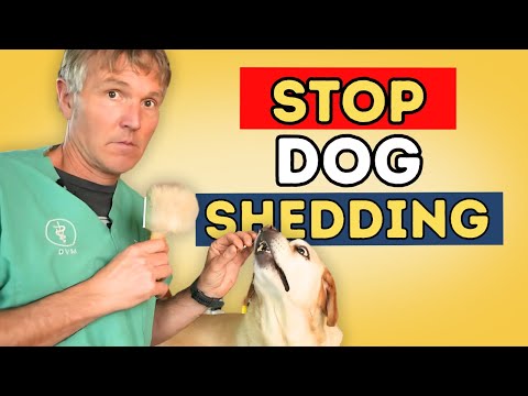 How to Reduce Dog Shedding: 5 Effective Home Solutions